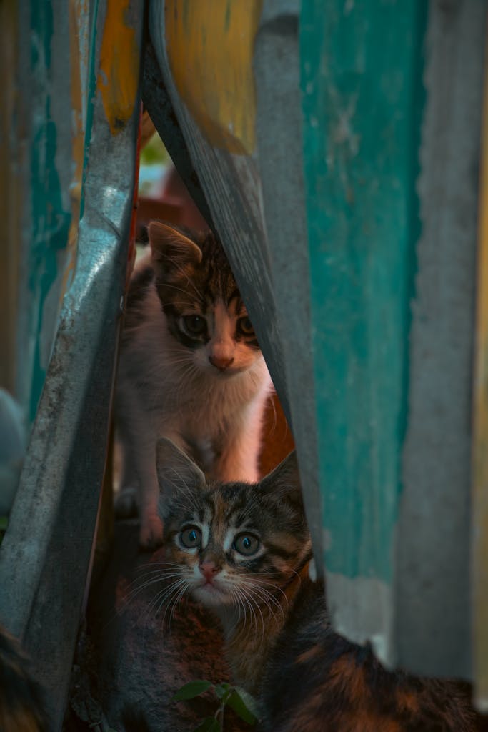 Two adorable kittens peering through a colorful fence in Istanbul, creating a heartwarming scene.